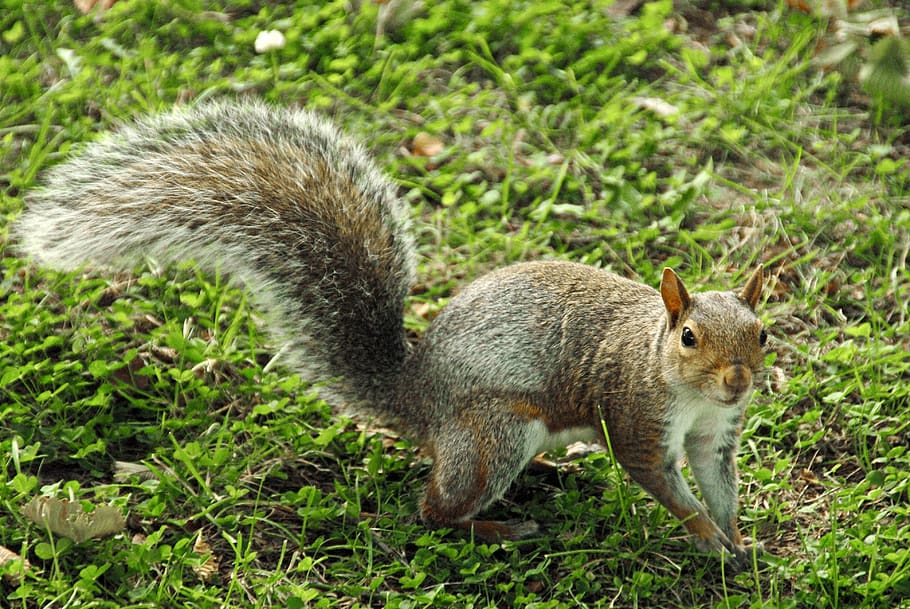 squirrel, wild, animals, animal themes, animal wildlife, one animal HD wallpaper