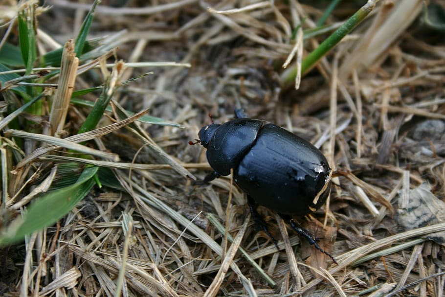 nature, beetle, bugs, animal, animal wildlife, animals in the wild HD wallpaper