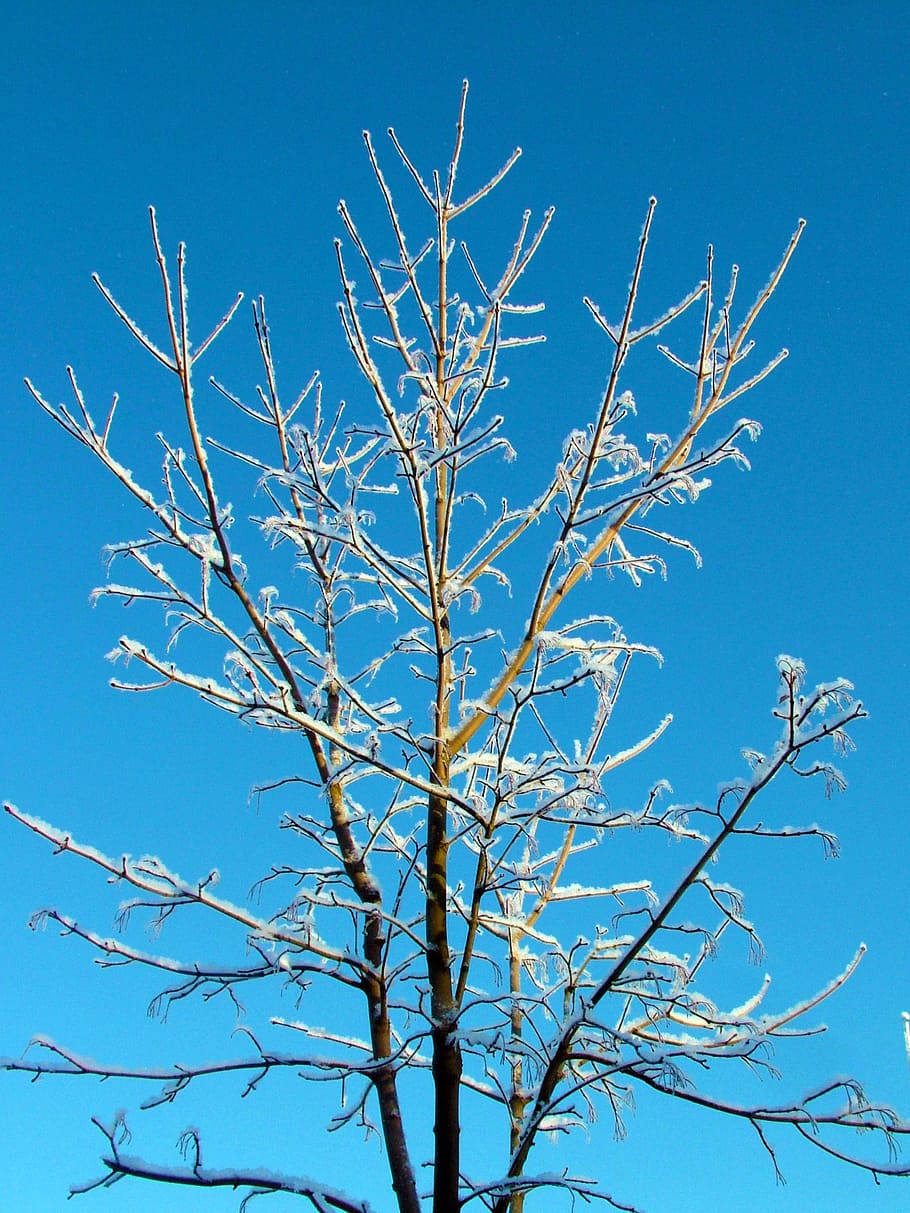 tree, nature, sunny, sky, blue sky, branches, finnish, snow HD wallpaper