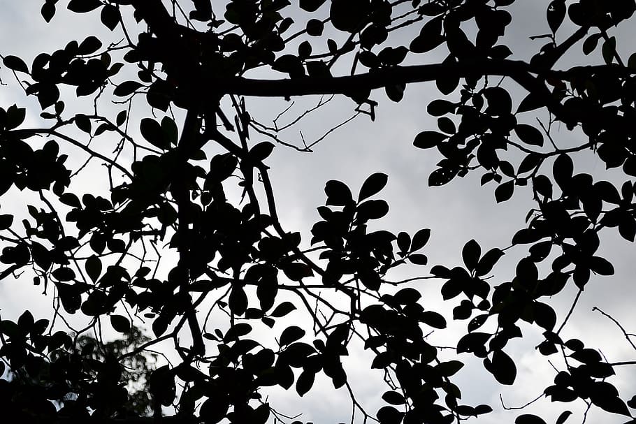 black leafs, clouds, haunted, mystery, quite, sri lanka, mawanella, HD wallpaper