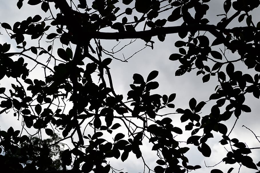 black leafs, clouds, haunted, mystery, quite, sri lanka, mawanella HD wallpaper