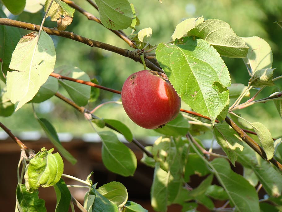 summer, leaves, apple tree, apples, nature, fruit, healthy eating HD wallpaper