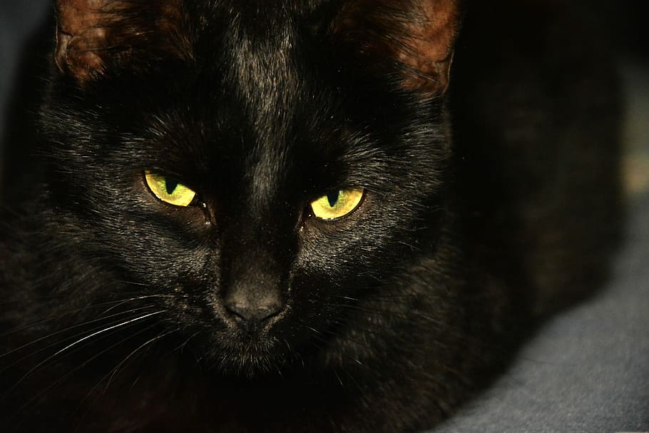 cat, œil, black, head, animals, mammal, feline, pets, animal themes HD wallpaper
