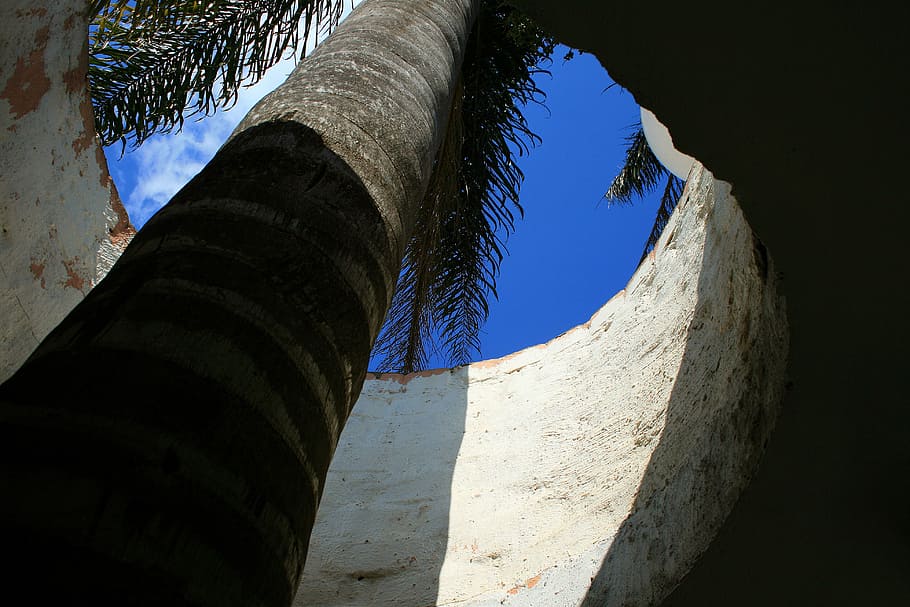 Palm Tree, Tall, Roof, opening, sky, architecture, architecture And Buildings HD wallpaper