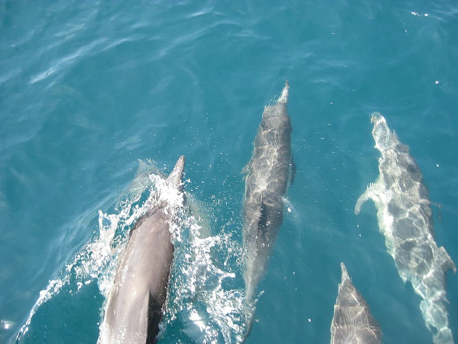 dolphins, ocean, blue, pacific, bottlenose, water, sea, swimming HD wallpaper