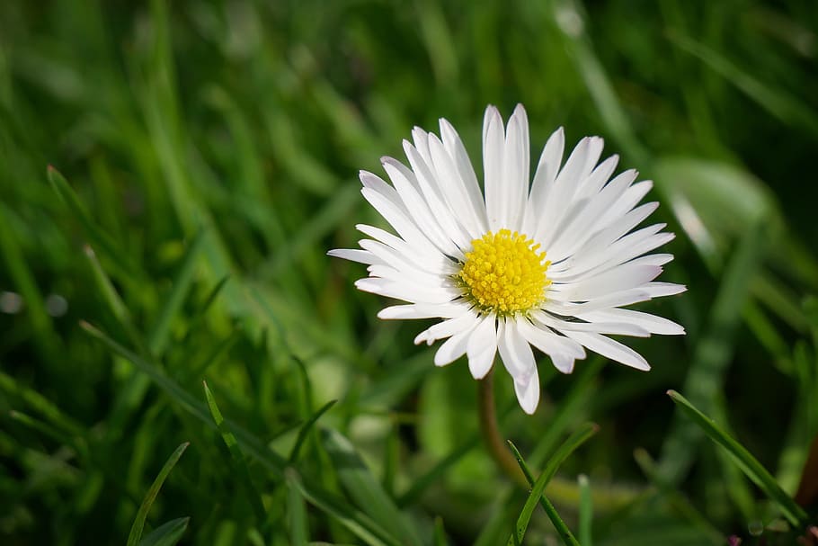 Flower, Daisy, Grass, Nature, flowers, sun, landscape, field HD wallpaper