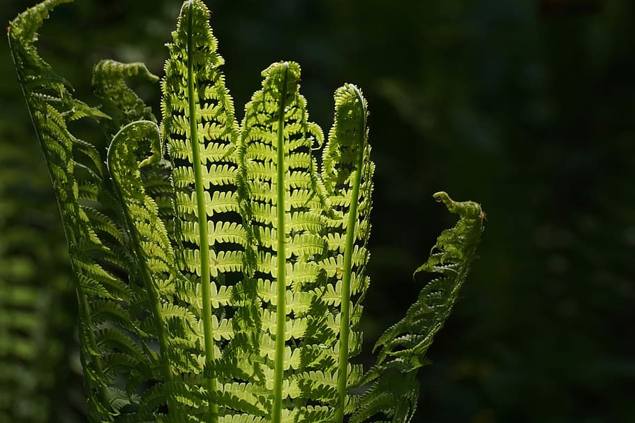 selective focus photography of green leafed fern plant, fiddlehead, HD wallpaper