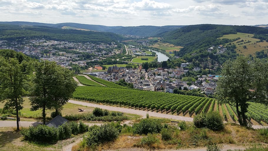 germany, vineyards, summer vacation, view, plant, tree, growth HD wallpaper
