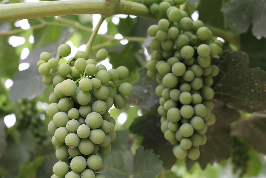 green, syrah grapes, vine, green color, food, food and drink HD wallpaper