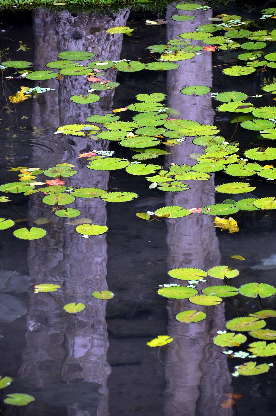 water, reflection, water lily, light reflections, nature, shine HD wallpaper