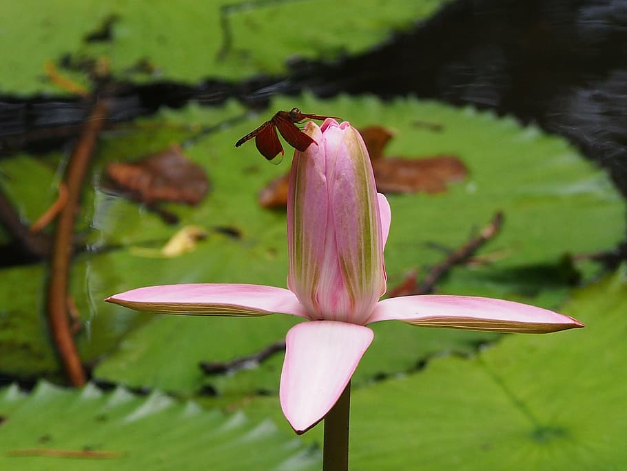 dragonfly, lotus, 觸, plant, flower, flowering plant, beauty in nature HD wallpaper