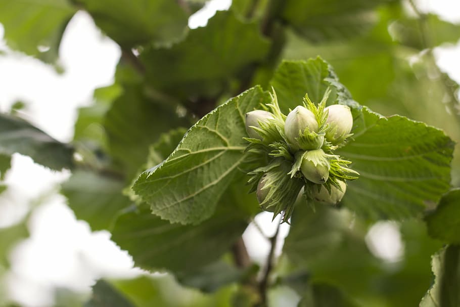hazelnuts, green, wild, branch, bunch, bush, leaves, organic HD wallpaper