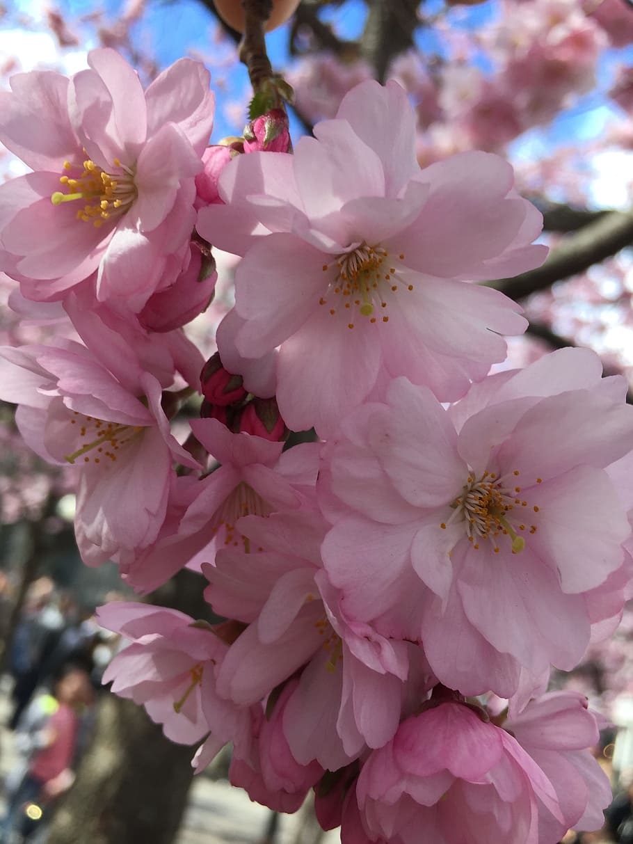 flower, branch, cherry, flora, tree, flowering plant, fragility HD wallpaper
