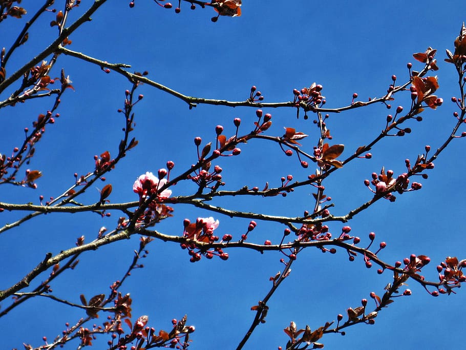 wild cherry blossoms, spring, blue sky, tree, nature, april HD wallpaper