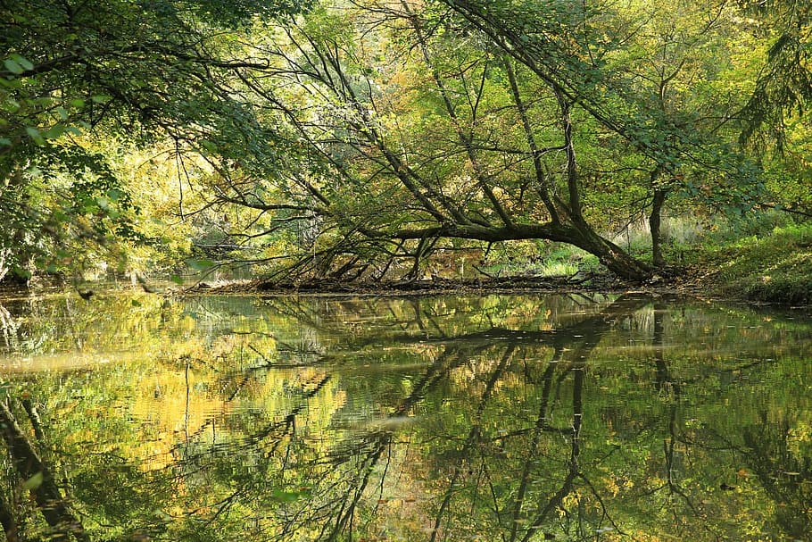 river, trees, leaves, plant, water, forest, lake, reflection HD wallpaper