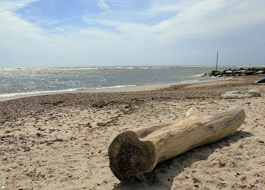 beach, driftwood, nature, tree, ocean, sea, coast, landscape HD wallpaper