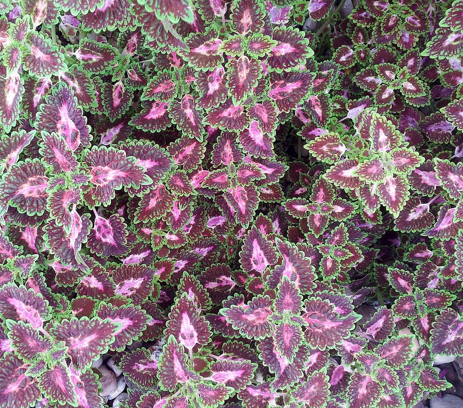 leaves, background, texture, colorful, wallpaper, plant, natural HD wallpaper
