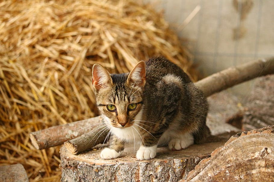 cat, kitten, mieze, mackerel tabby, young cat, straw, domestic Cat HD wallpaper