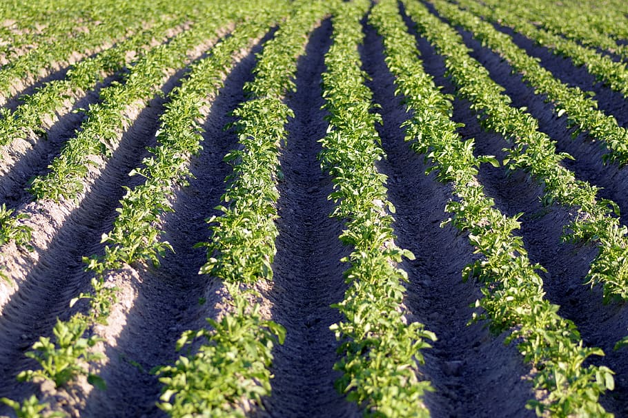 green fram, Field, Potato, Plants, potatoes, seedlings, agriculture HD wallpaper