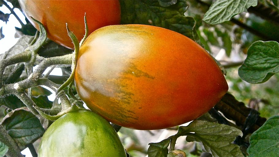 Fruit, Tomato, Vegetable, Nature, vegetables, food and drink HD wallpaper