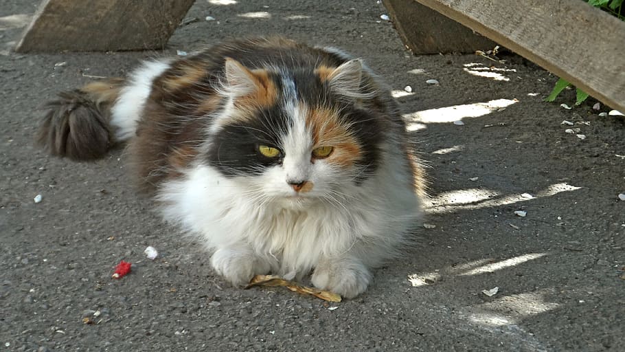 calico cat on gray ground, Fauna, Animal, domestic cat, pets HD wallpaper
