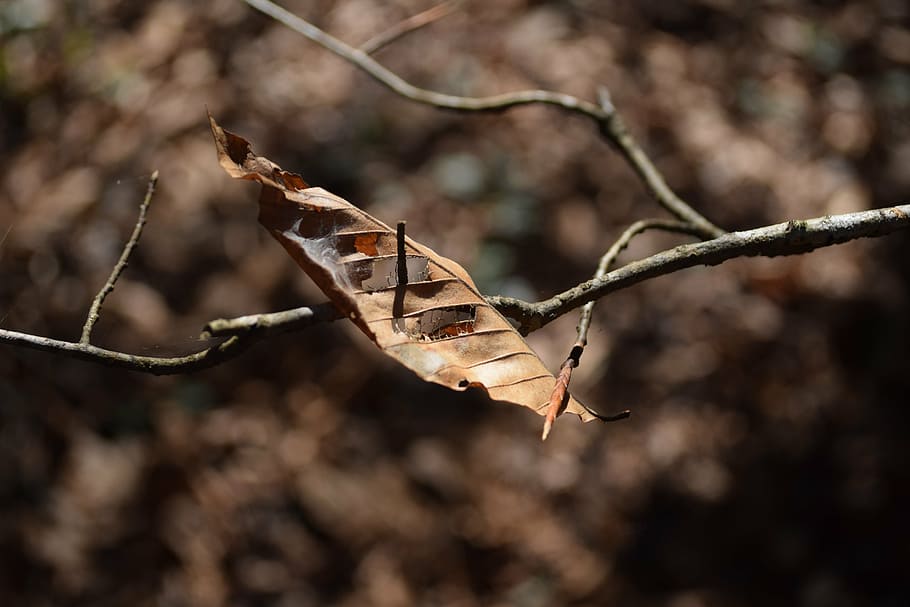 leaf, autumn, fall, nature, plant, branch, plant part, focus on foreground HD wallpaper