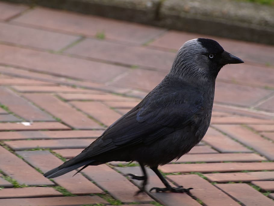 jackdaw, bird, black, corvidae, animal, nature, outdoors, crow HD wallpaper