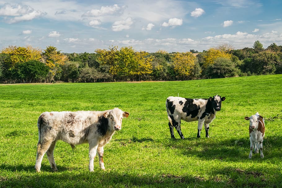 three cows on green grass, assorted-color of cows on green fields HD wallpaper