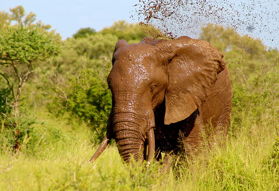 brown elephant on forest during daytime, wild, animal, mud, spray, HD wallpaper