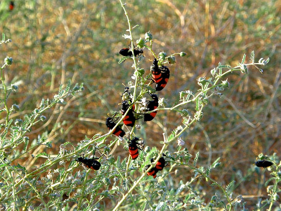 beetle, bush, leaf, red, black, insect, carapace, colorful HD wallpaper