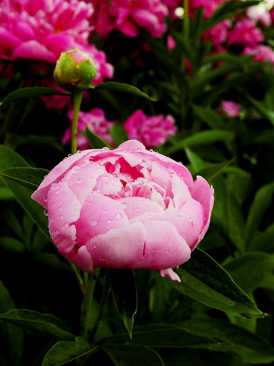 flower, blossom, bloom, rose, peony, pentecost, nature, plant HD wallpaper