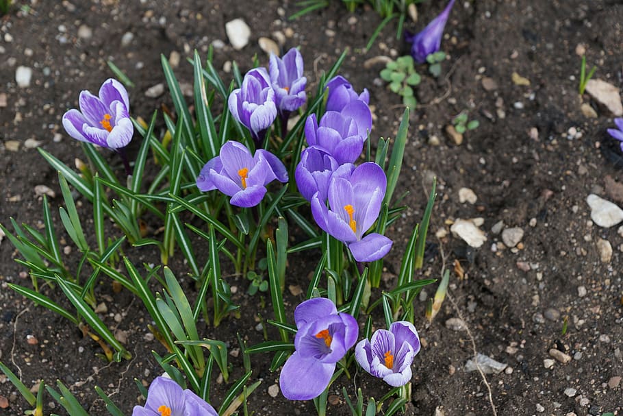 crocus, purple, flower, spring, blue, nature, plant, springtime HD wallpaper