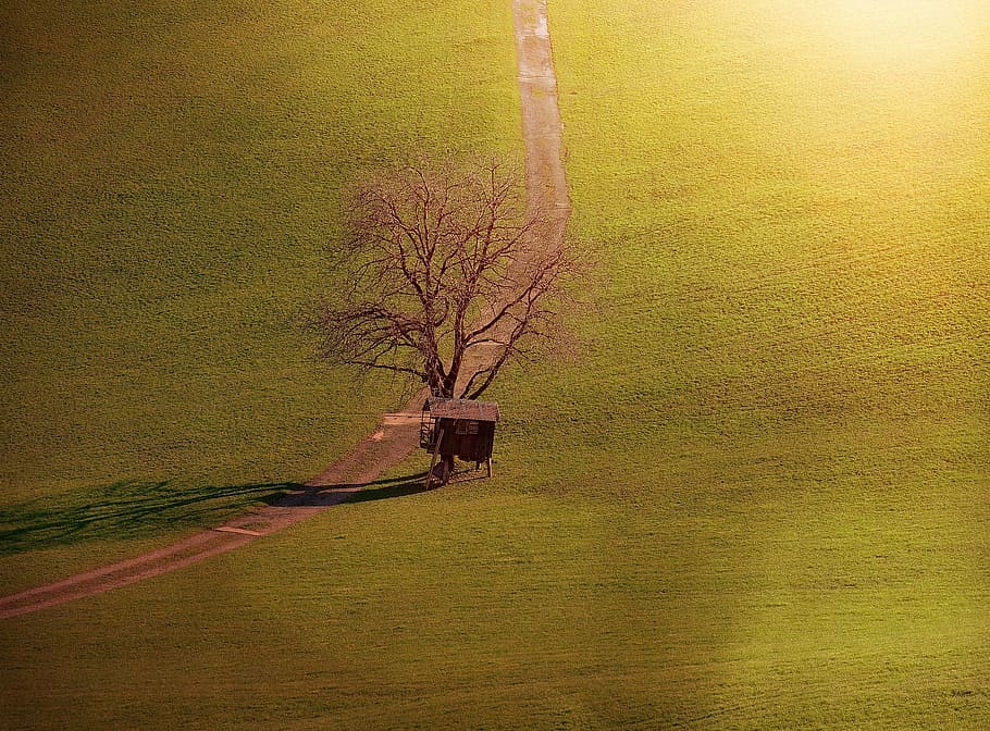landscape, tree, hut, away, meadow, nature, lonely, sunlight HD wallpaper