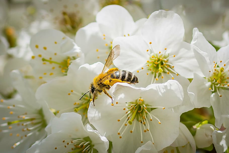 bee, cherry blossom, spring, fruit tree, bloom, nature, honey bee HD wallpaper