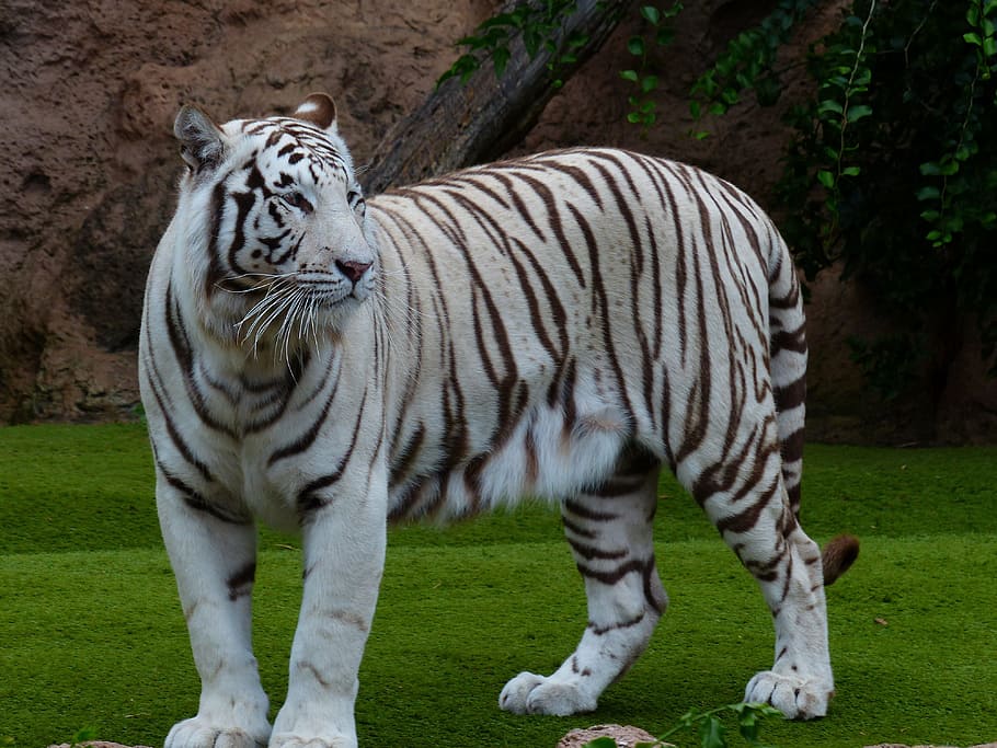 white tiger on ground, white bengal tiger, majestic, sublime, HD wallpaper