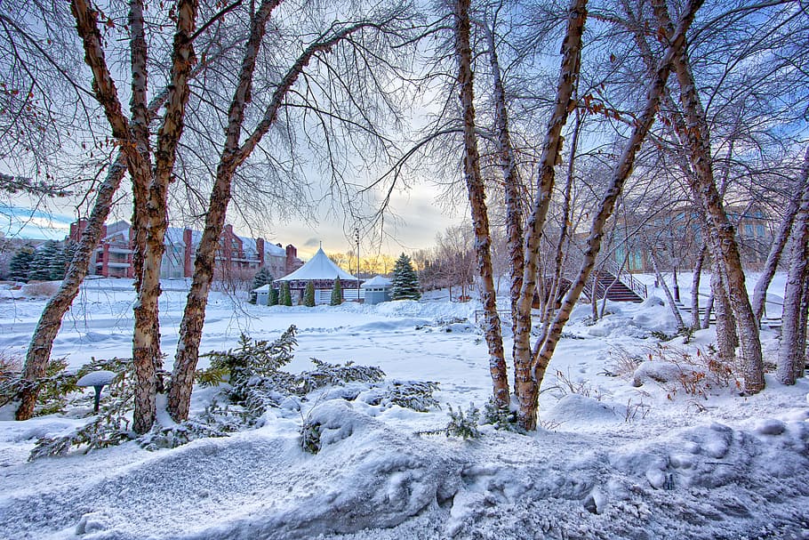 Snow Covered Ground With Trees at Daytime, branches, buildings HD wallpaper