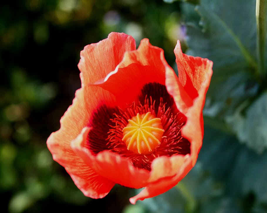 poppy, flower, open, red, delicate, sunlight, spring, flowering plant HD wallpaper