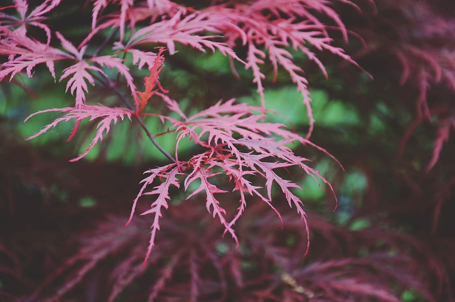 red leafed trees, selective focus photography of purple leaves HD wallpaper