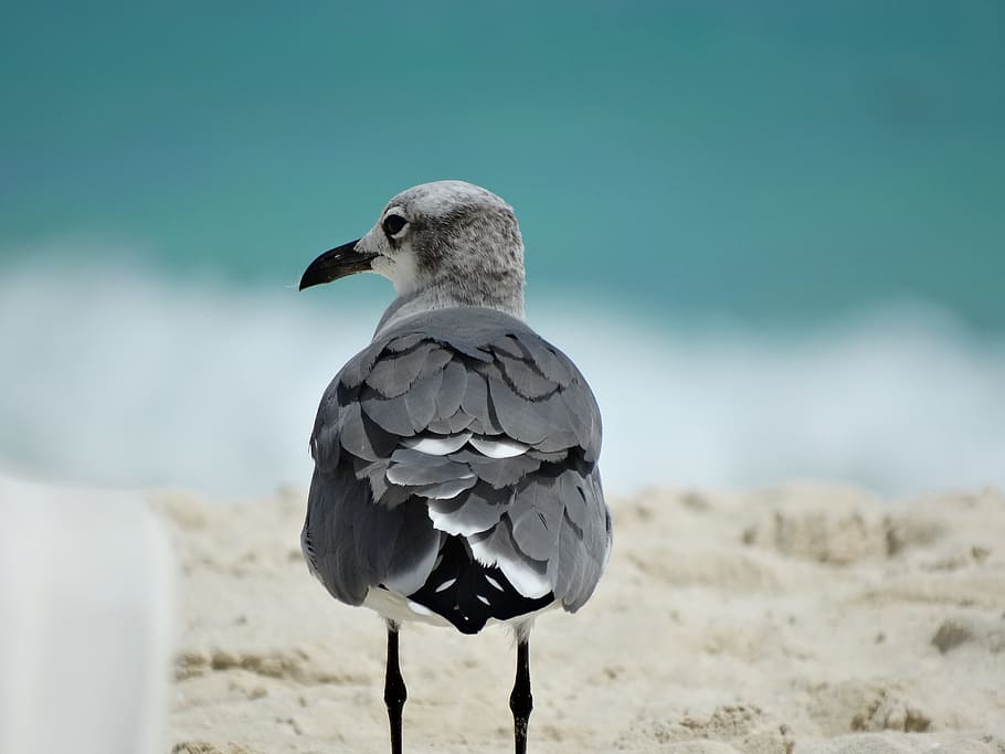 ave, beach, bird, nature, animal, sand, animals, edge of the sea HD wallpaper
