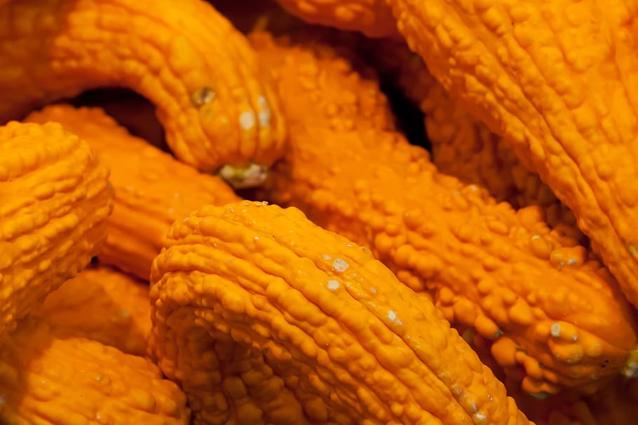 Pumpkin, Squash, Autumn Fall, Farm, Food, fresh, gourd, halloween HD wallpaper