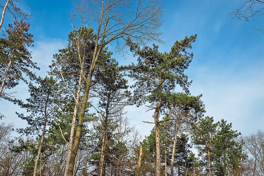 Trees, Winter, Forest, Nature, Landscape, mood, clouds, sky HD wallpaper
