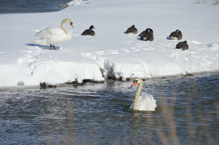 swans, snow, stream, nature, winter, bird, white, wildlife HD wallpaper
