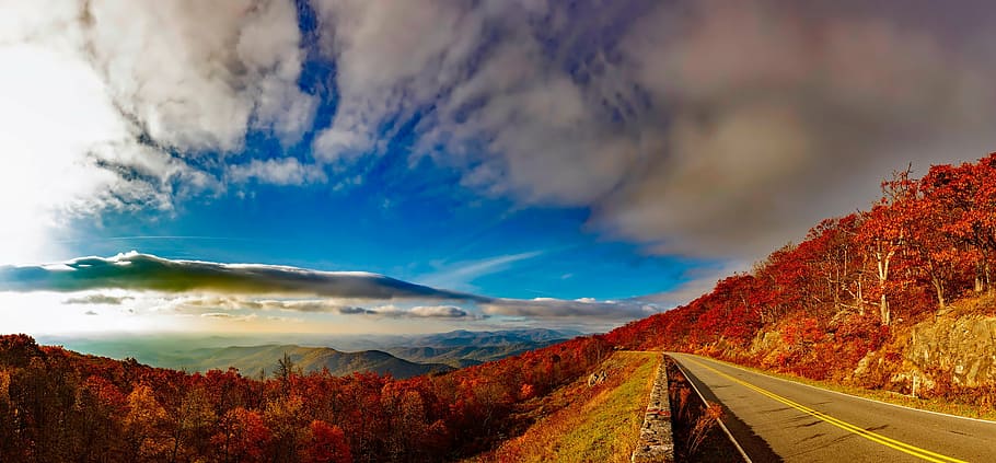 gray asphalt road surrounded by orange trees near body of water during daytime HD wallpaper