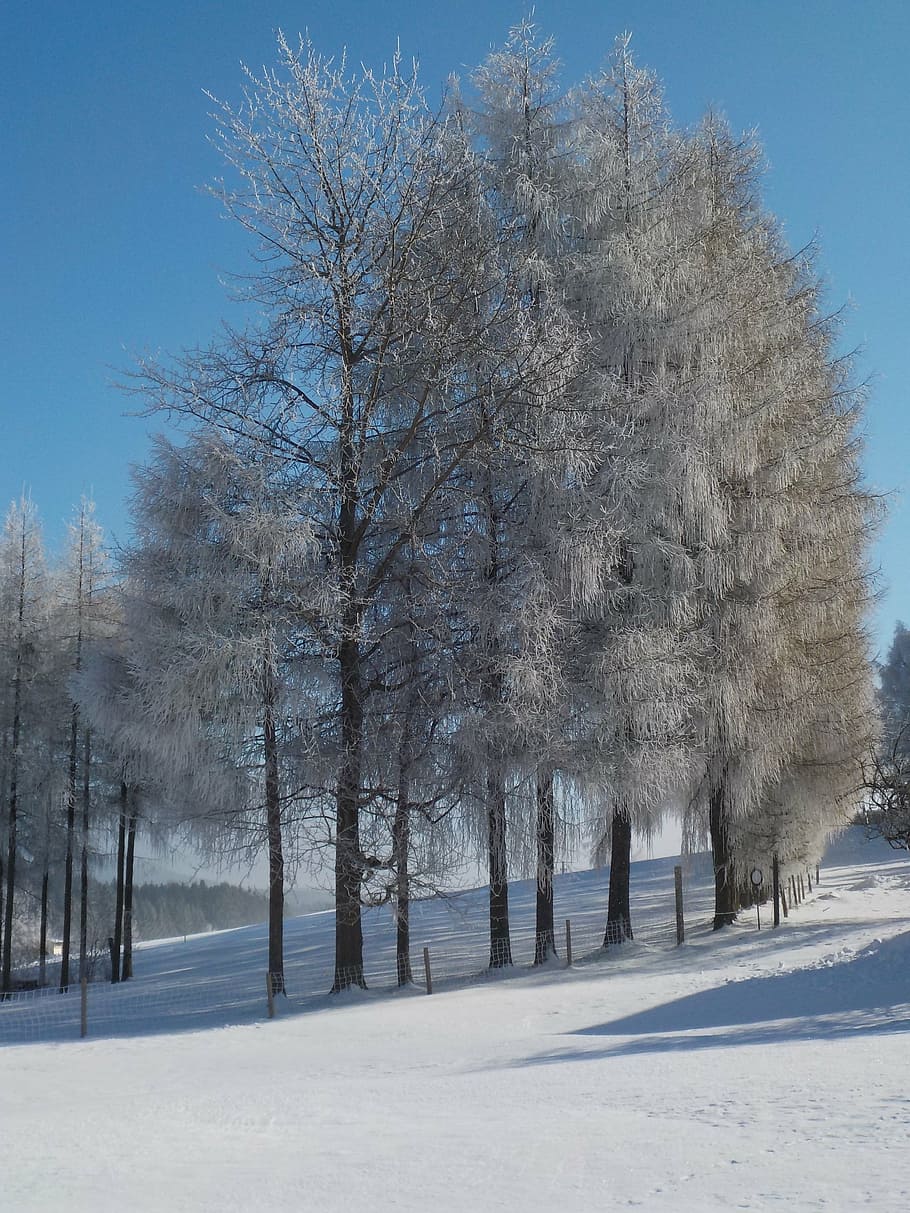 trees, avenue, wintry, frost, sunshine, mood, snow, cold temperature HD wallpaper