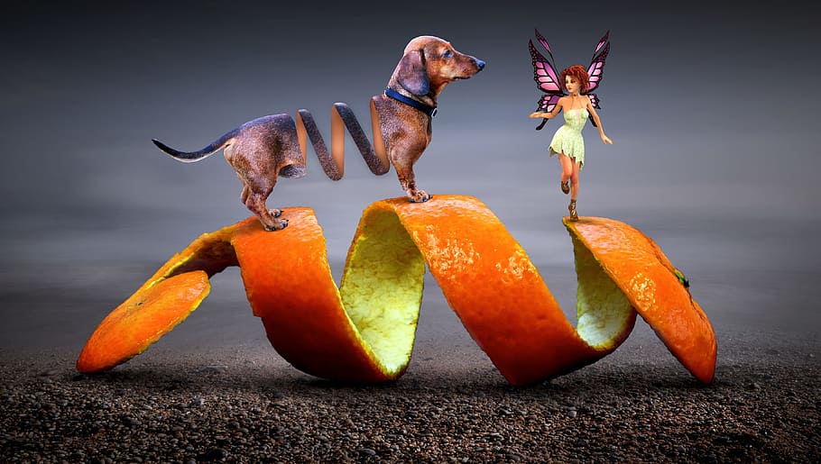 tan dachshund on orange peel with fairy, fantasy, dog, elf, spiral