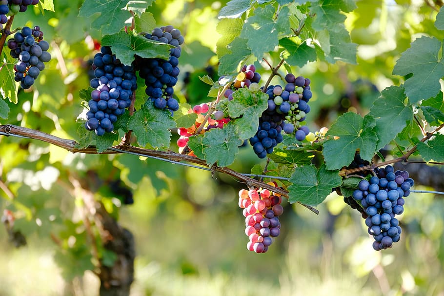 macro photography of grapes, grape vine with grapes, grapevine