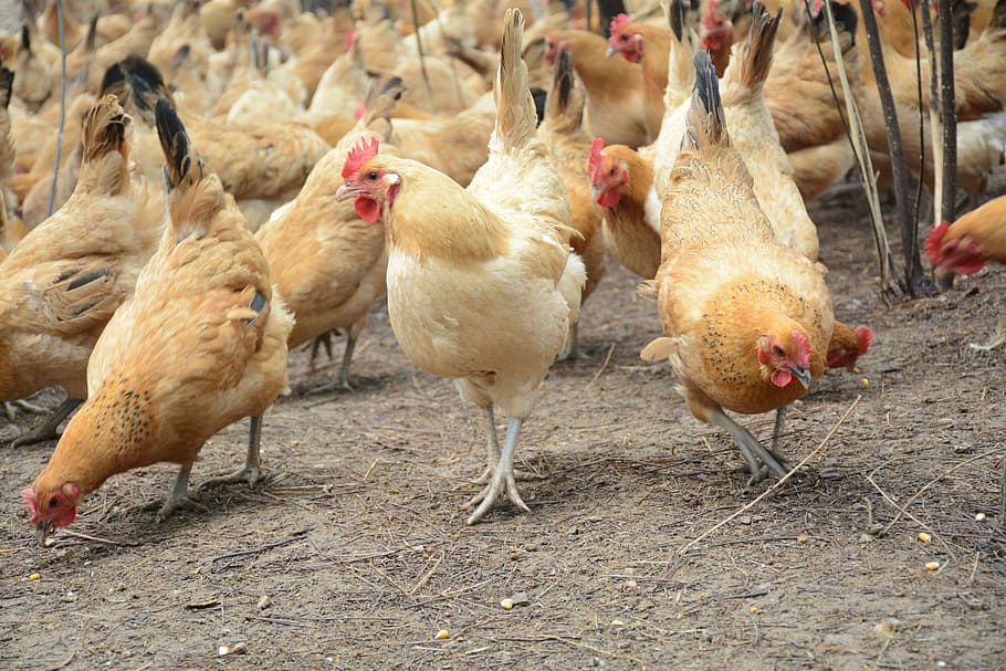Chicken, Forest Stocking, bird, chicken - Bird, farm, agriculture HD wallpaper