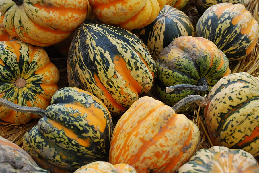 acorn squash, fall, vegetable, harvest, food and drink, healthy eating