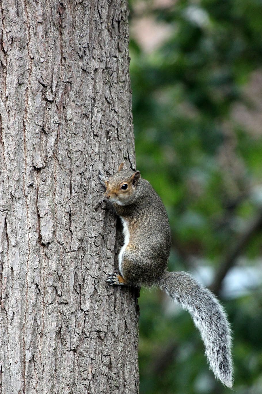 squirrel, tree, bark, animal, nature, wildlife, forest, mammal HD wallpaper