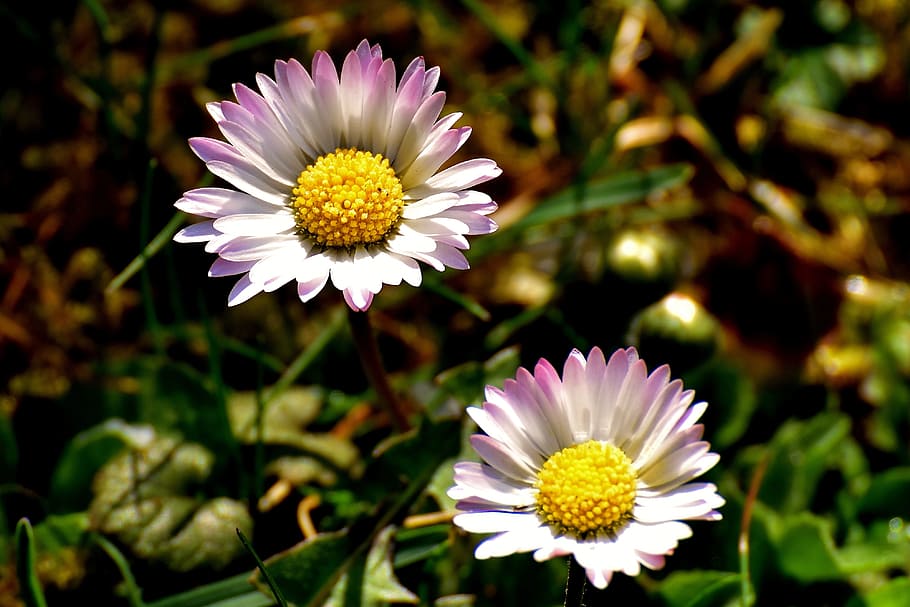 white-and-purple daisy flowers, spring, meadow, pointed flower HD wallpaper